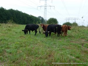 Ökologisches Schneisenmanagement Flößberger Wald