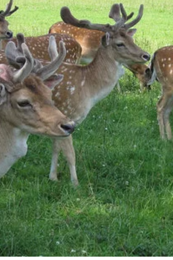 Wildpark Leipzig - Damwild FÖJ