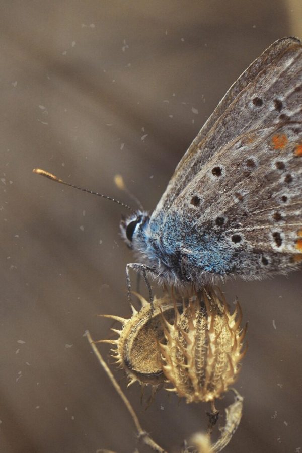 common-blue-butterfly-5163066_1920