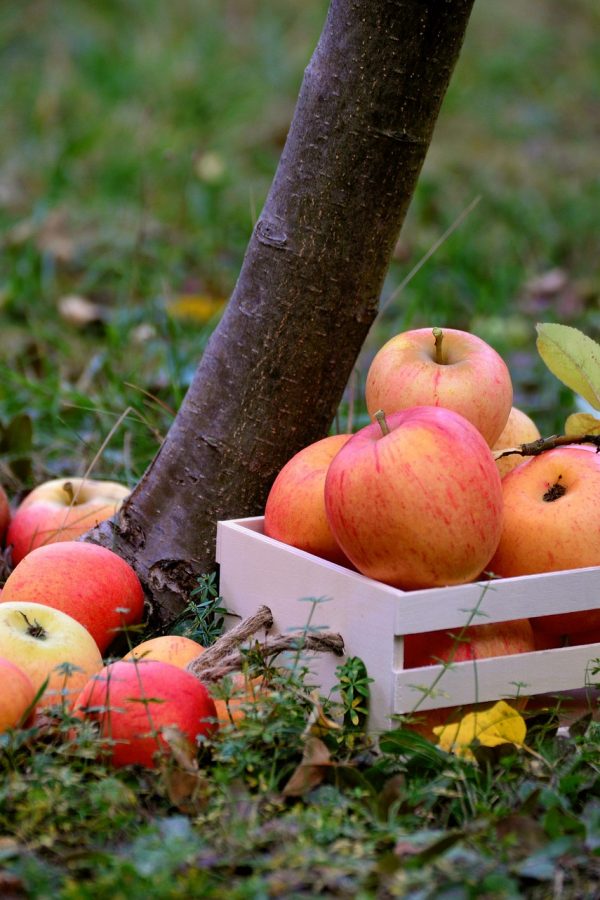 congerdesign-apples-3695289_1920