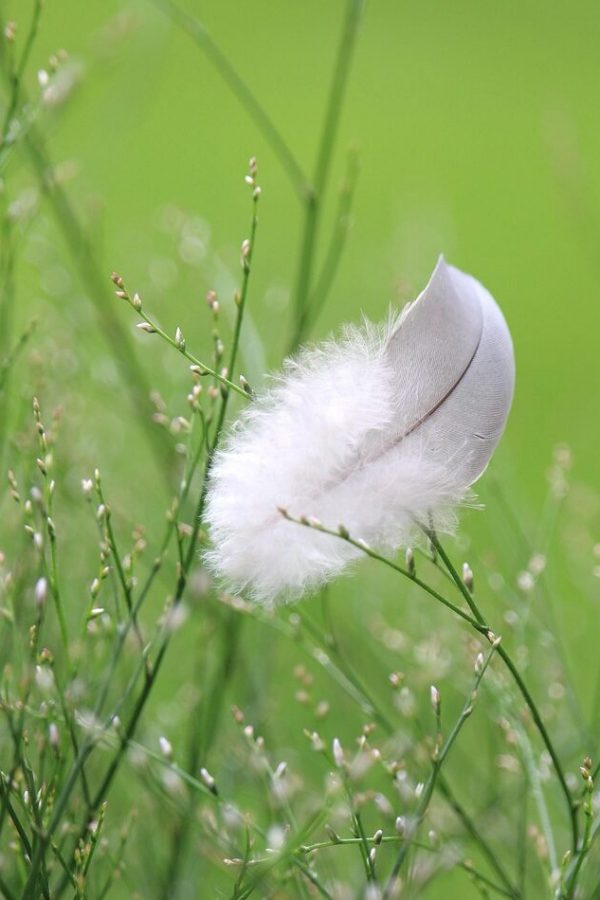 feather-6539949_1280